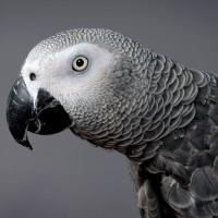 tierportrait-26-papagei